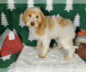Goldendoodle Puppy for Sale in COLORADO SPRINGS, Colorado USA