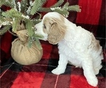 Small Photo #6 Cavachon-Poodle (Miniature) Mix Puppy For Sale in CEDAR PARK, TX, USA