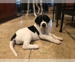Small Photo #3 Great Dane Puppy For Sale in ANAHEIM, CA, USA