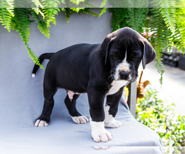 Medium Photo #6 Great Dane Puppy For Sale in WAKARUSA, IN, USA