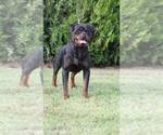 Small Photo #13 Rottweiler Puppy For Sale in ROCKFORD, MI, USA