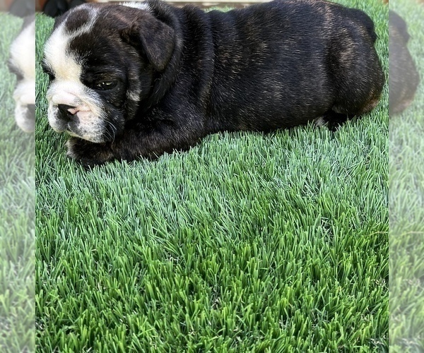 Medium Photo #24 Bulldog Puppy For Sale in STOCKBRIDGE, GA, USA