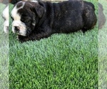 Small Photo #24 Bulldog Puppy For Sale in STOCKBRIDGE, GA, USA