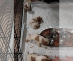 Small Photo #3 Cavalier King Charles Spaniel Puppy For Sale in STILWELL, OK, USA