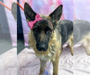 German Shepherd Dog Dogs for adoption in Jackson , NJ, USA