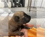 Small Photo #182 Belgian Malinois Puppy For Sale in REESEVILLE, WI, USA