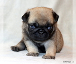 Image preview for Ad Listing. Nickname: Litter of 4