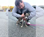Small #3 Australian Shepherd Mix