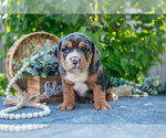 Small Photo #3 Beabull Puppy For Sale in SHIPSHEWANA, IN, USA