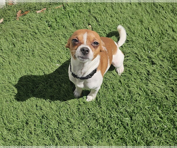 Medium Photo #2 Chihuahua-Unknown Mix Puppy For Sale in Oakhurst, NJ, USA