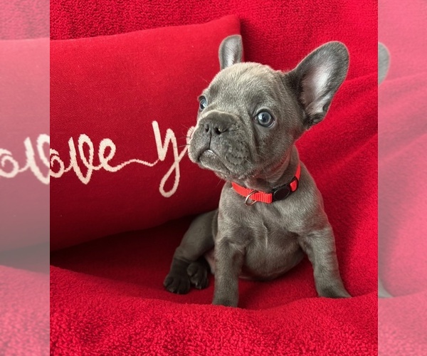 Medium Photo #1 French Bulldog Puppy For Sale in LATHROP, CA, USA