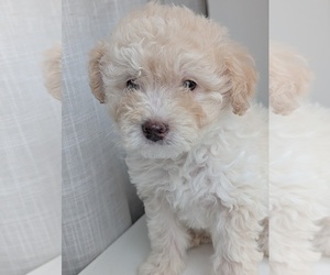 Medium Miniature Australian Shepherd-Poodle (Toy) Mix