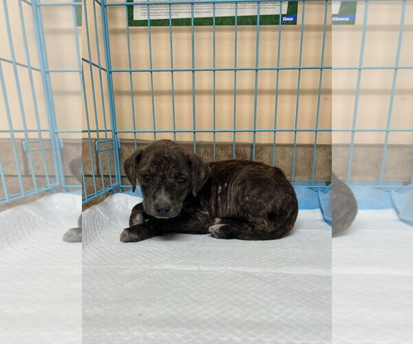 Medium Photo #1 American Staffordshire Terrier-Unknown Mix Puppy For Sale in Crossville, AL, USA