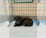 Small Mountain Cur Mix