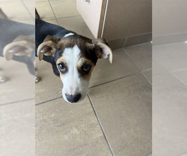 Medium Photo #1 American Foxhound Puppy For Sale in Lee's Summit, MO, USA