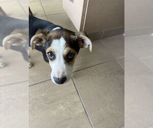 American Foxhound Dogs for adoption in Lee's Summit, MO, USA