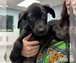 Small #2 Labrador Retriever Mix
