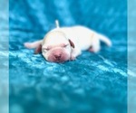 Puppy Puppy D Labrador Retriever