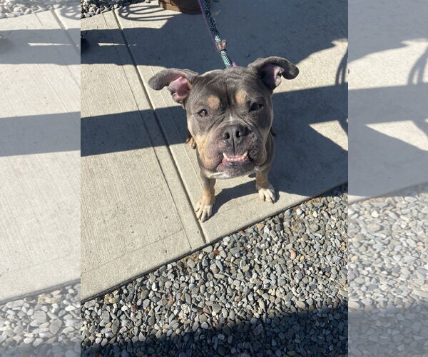 Medium Photo #17 Bulldog-Unknown Mix Puppy For Sale in Chester, NJ, USA