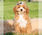 Small Photo #37 Poodle (Miniature) Puppy For Sale in WARSAW, IN, USA