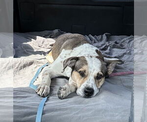 Beagle-Unknown Mix Dogs for adoption in Foristell, MO, USA