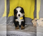 Small #4 Bernese Mountain Dog