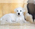 Small Photo #12 Labrador Retriever-Samoyed Mix Puppy For Sale in SUGAR CITY, ID, USA