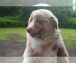 Small #3 Miniature Australian Shepherd
