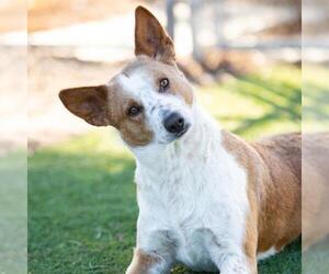 Mutt Dogs for adoption in Camarillo, CA, USA