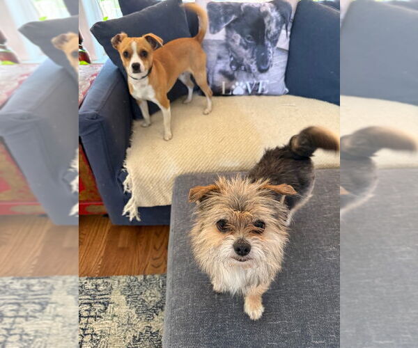 Medium Photo #2 Australian Terrier-Unknown Mix Puppy For Sale in Canton, CT, USA