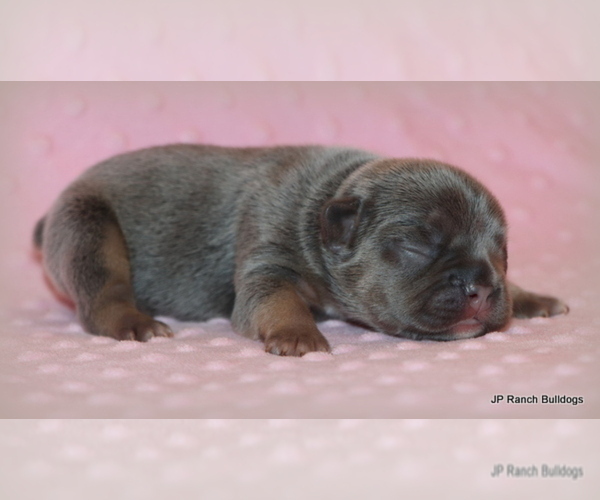 Medium Photo #7 French Bulldog Puppy For Sale in WINNSBORO, TX, USA
