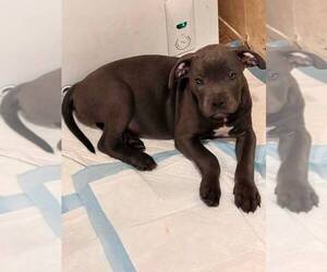 American Bully-American Staffordshire Terrier Mix Puppy for Sale in BENNETT, Colorado USA