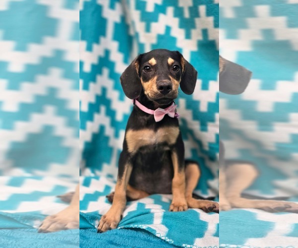 Medium Photo #2 Rat Terrier-Unknown Mix Puppy For Sale in Oakhurst, NJ, USA