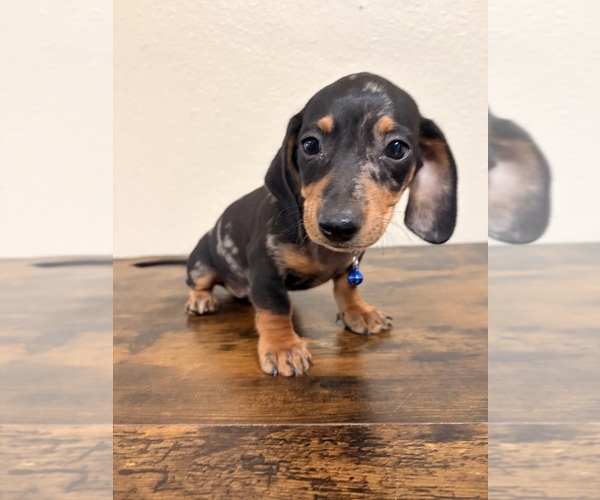 Medium Photo #3 Dachshund Puppy For Sale in SAN BERNARDINO, CA, USA