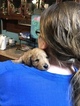 Small Photo #2 Goldendoodle (Miniature) Puppy For Sale in SCOTTSBORO, AL, USA
