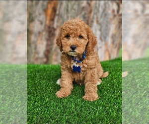 Goldendoodle Puppy for sale in INDIANAPOLIS, IN, USA