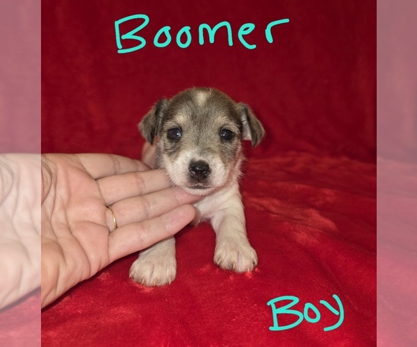 Medium Photo #16 Chizer Puppy For Sale in MONTEZUMA, GA, USA