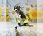 Small #3 Boston Terrier