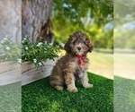Small #1 Poodle (Miniature)