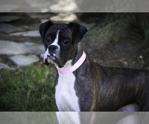 Mother of the Boxer puppies born on 07/21/2025