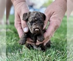 Puppy Eilean Goldendoodle-Miniature Bernedoodle Mix