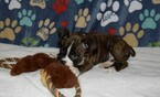 Small Photo #16 Boxer Puppy For Sale in CHILHOWEE, MO, USA
