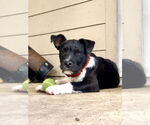 Small #7 American Staffordshire Terrier Mix