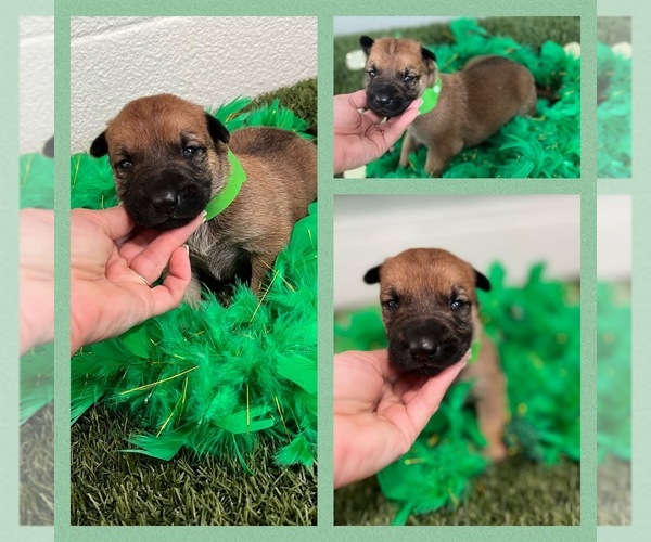 Medium Photo #5 Belgian Malinois Puppy For Sale in ARCADIA, FL, USA