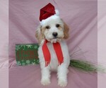 Small Photo #11 Goldendoodle (Miniature) Puppy For Sale in MILLERSBURG, OH, USA