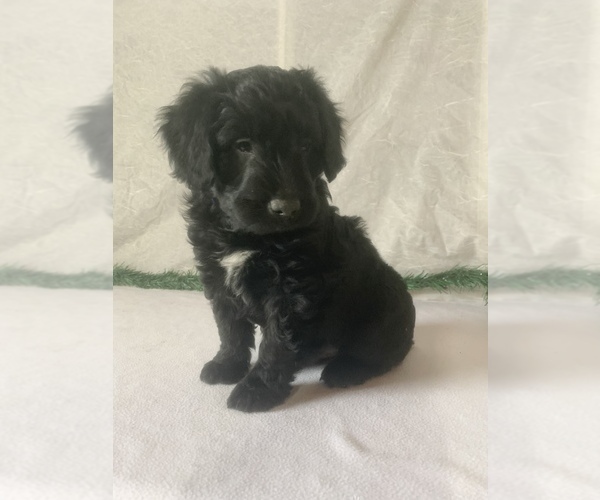 Medium Photo #1 Aussiedoodle Miniature  Puppy For Sale in GOSHEN, IN, USA