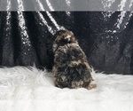 Small #5 Poodle (Miniature)