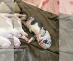 Small American Bully