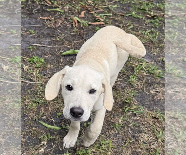 Medium Photo #1 Anatolian Pyrenees Puppy For Sale in Royal Palm Beach, FL, USA
