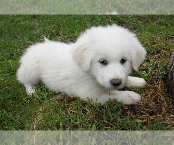 Medium Photo #2 Great Pyrenees Puppy For Sale in BROOKSTON, MN, USA
